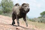 SHAR-PEI 193